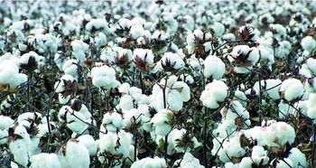 山东棉花最新价格多少钱一斤,山东棉花最新价格走势分析