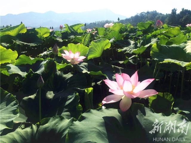 九江十里印象最新消息,九江十里印象，最新动态与深度解析